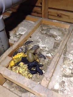 屋根裏で排泄されたハクビシンの新しい糞