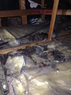 屋根裏で排泄されたハクビシンの糞